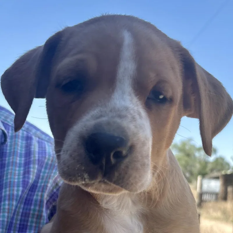 A baby small-sized male Labrador Retriever dog named Snickers for adoption in Kim, CO