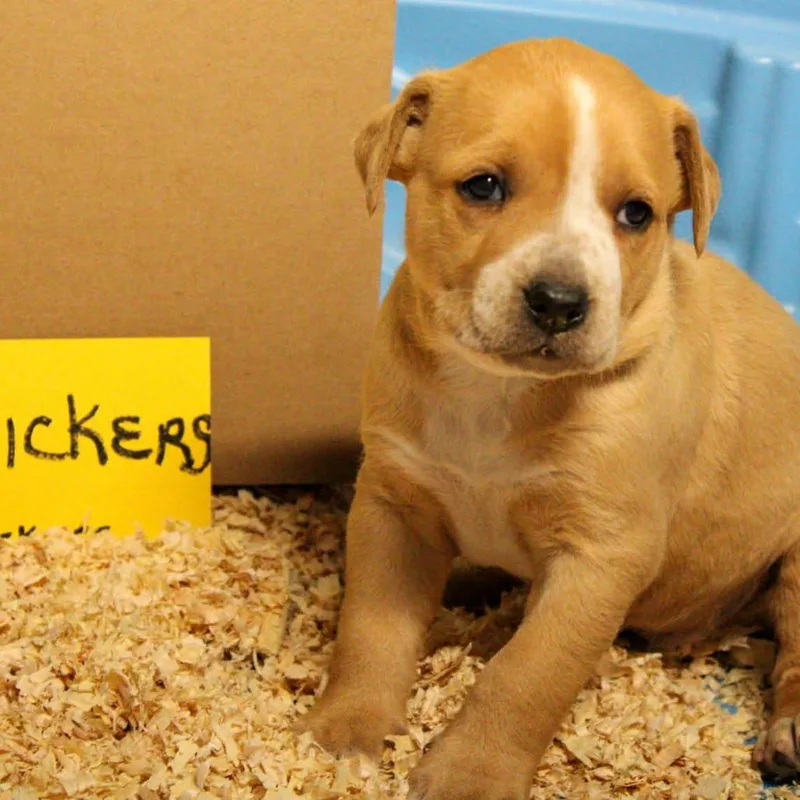 Snickers thumbnail 2