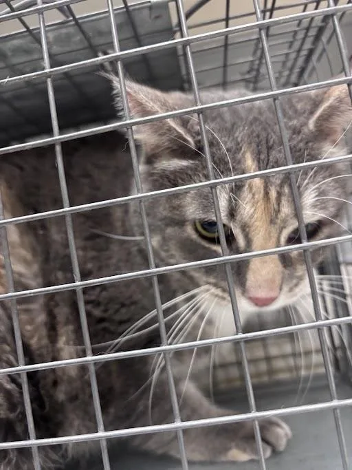 An adult small-sized female Domestic Short Hair cat named Gigi for adoption in Las Vegas, NV