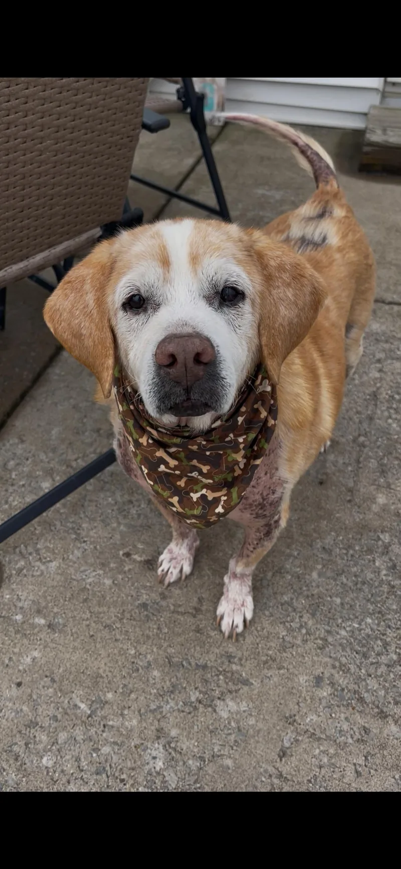 A senior medium-sized male Beagle dog named Chunky for adoption in East Amherst, NY