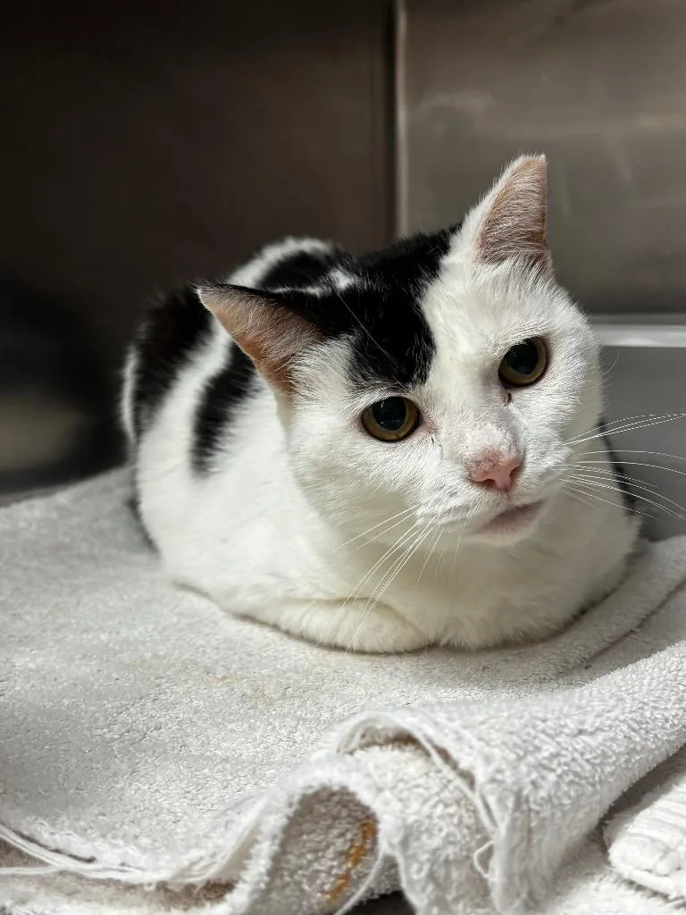 A young medium-sized female Domestic Short Hair cat named Sidney for adoption in Lima, OH