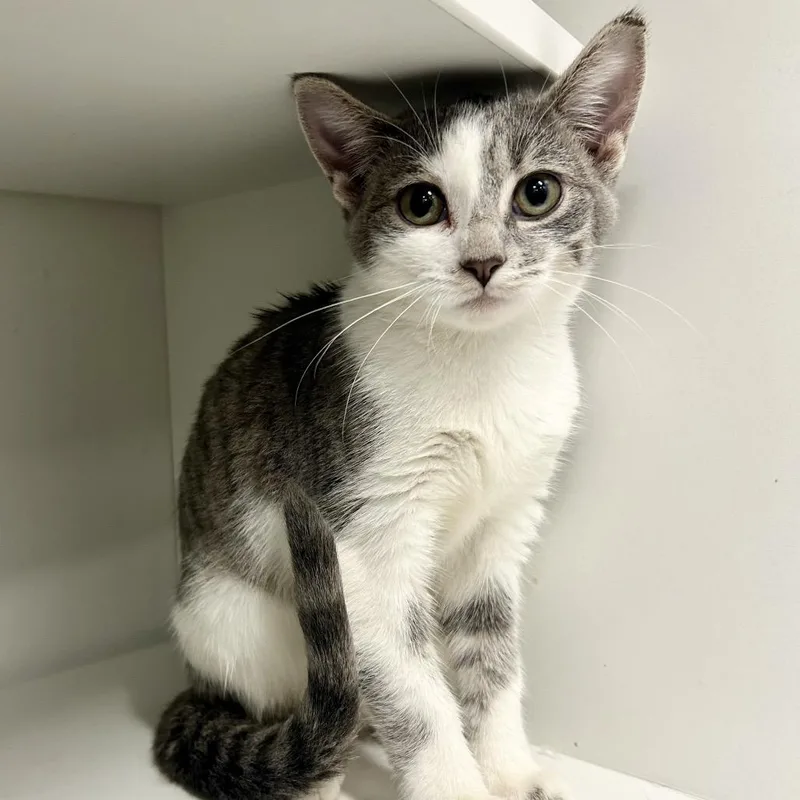 A baby small-sized male Gray / Blue / Silver Domestic Short Hair cat named Gavin for adoption in St Joseph, MO