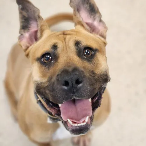 A young medium-sized female Brown / Chocolate Boxer dog named Minnie for adoption in Burlington, IA