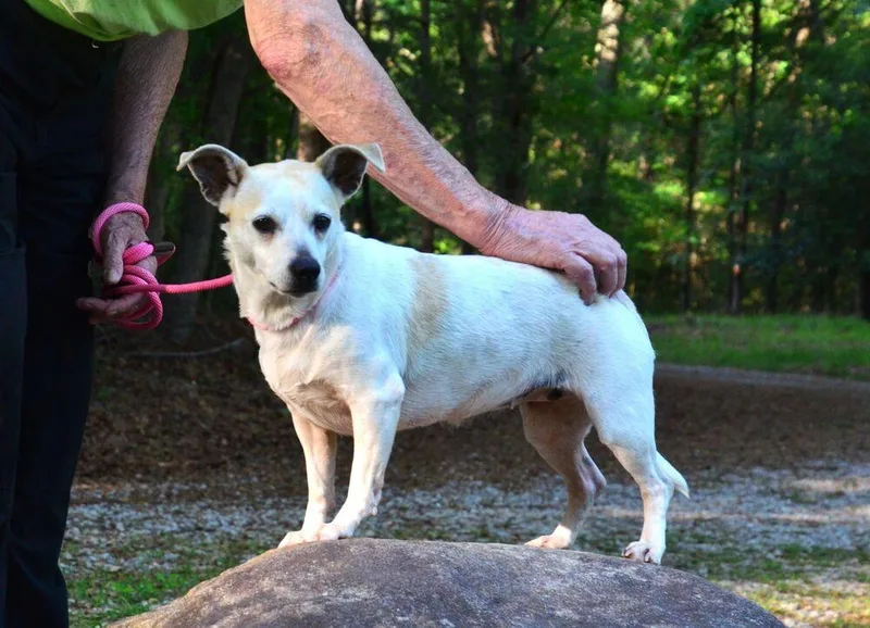 An adult small-sized female Chihuahua dog named Blanche for adoption in Willingboro, NJ