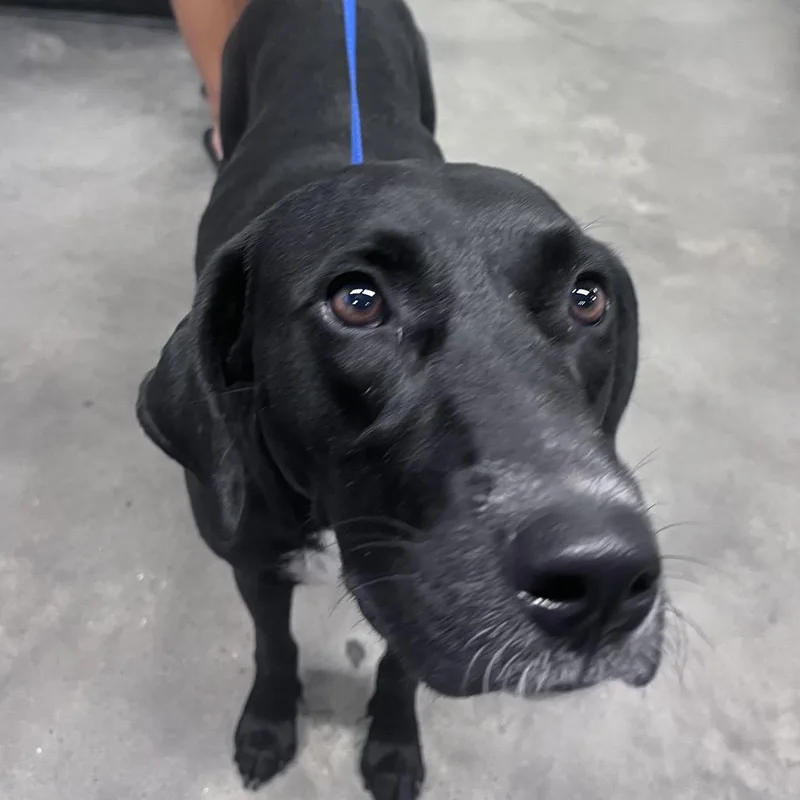 An adult medium-sized female Black Labrador Retriever dog named Lucy for adoption in Tampa, FL