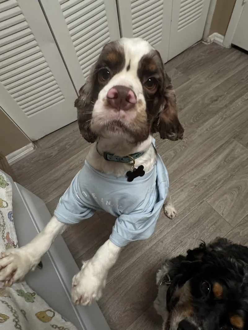 A young medium-sized male Cocker Spaniel dog named King Leo for adoption in Cape Coral, FL