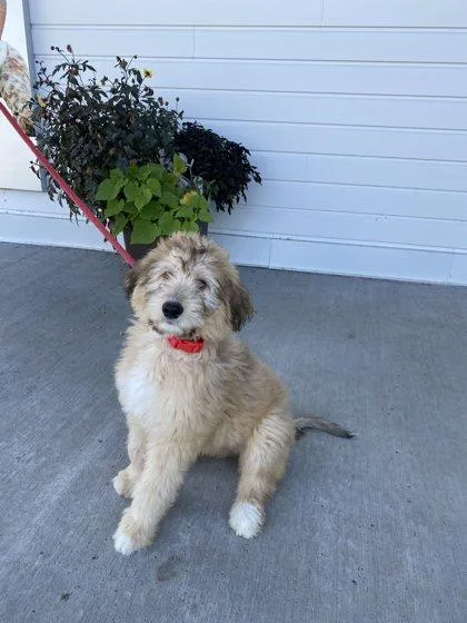 A baby small-sized male Australian Shepherd dog named Bowie for adoption in Fergus Falls, MN
