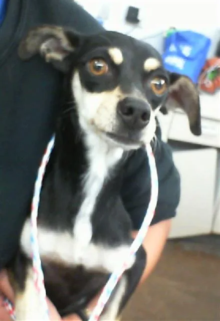 An adult small-sized female Mixed Breed dog named Honey for adoption in Dallas, TX