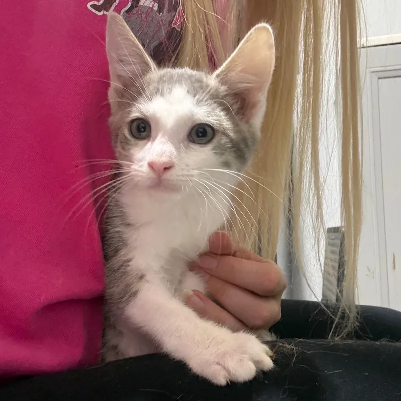 A baby small-sized male White Domestic Short Hair cat named Bear for adoption in Wappingers Falls, NY