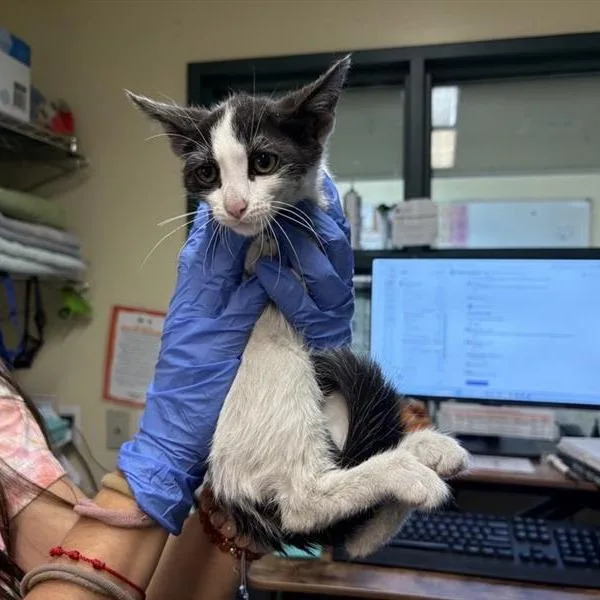 A baby small-sized female White Domestic Short Hair cat named Headphones for adoption in Pasadena, CA