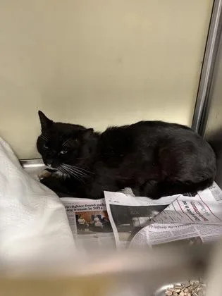An adult large-sized male Domestic Short Hair cat named Blaine for adoption in Lowell, MA