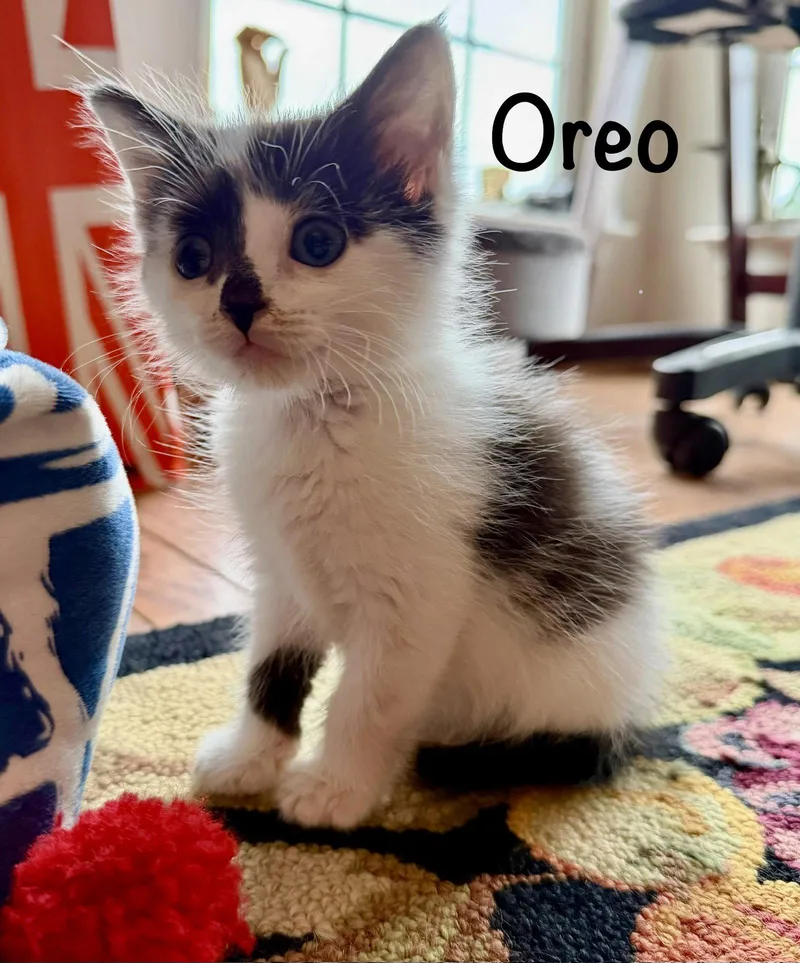 A baby medium-sized male Black & White / Tuxedo Domestic Short Hair cat named Oreo for adoption in Reston, VA