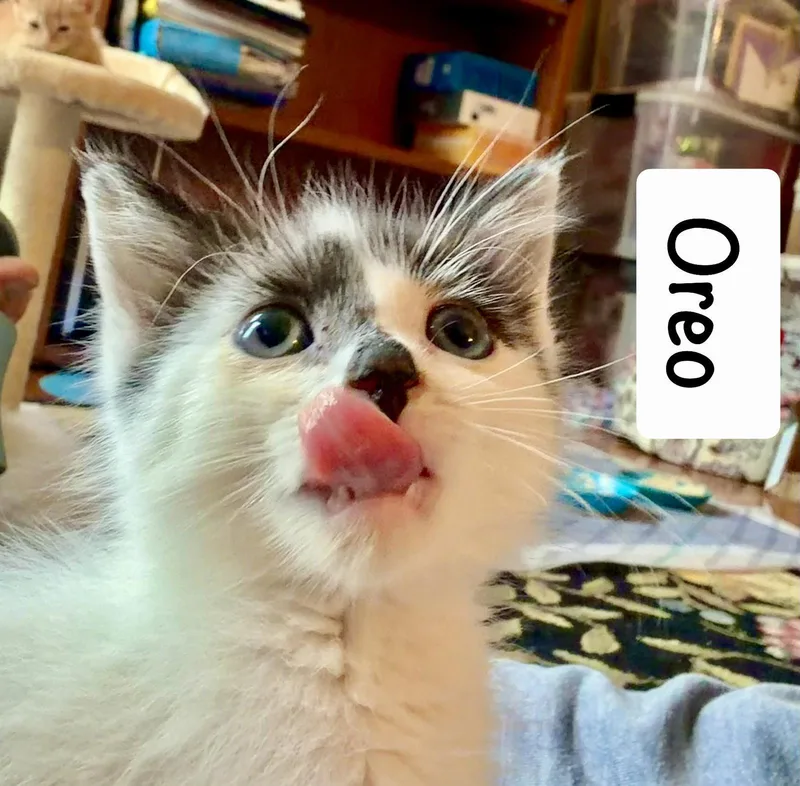 Oreo thumbnail 2