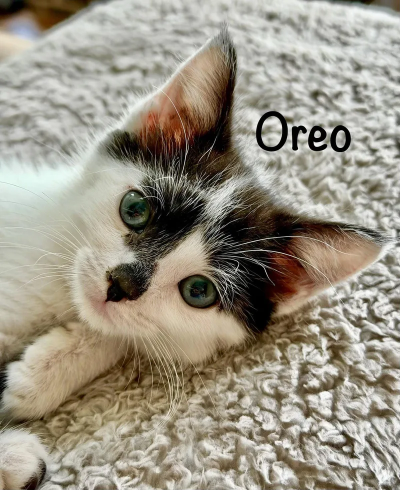 Oreo thumbnail 3
