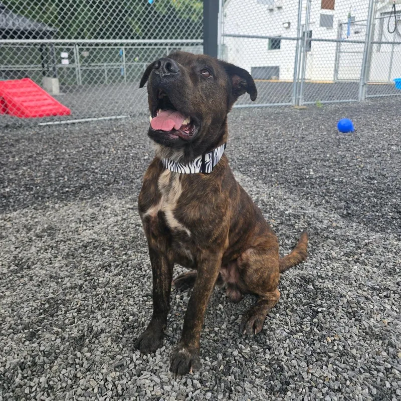 An adult large-sized male Pit Bull Terrier dog named Bubba for adoption in Walnut Cove, NC
