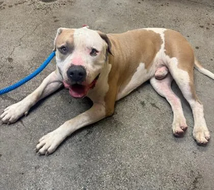 An adult large-sized male Pit Bull Terrier dog named Luciano for adoption in Honolulu, HI