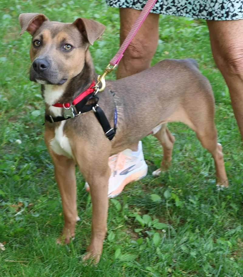 A young medium-sized male Brown / Chocolate Labrador Retriever dog named Scout for adoption in Harrison, NY