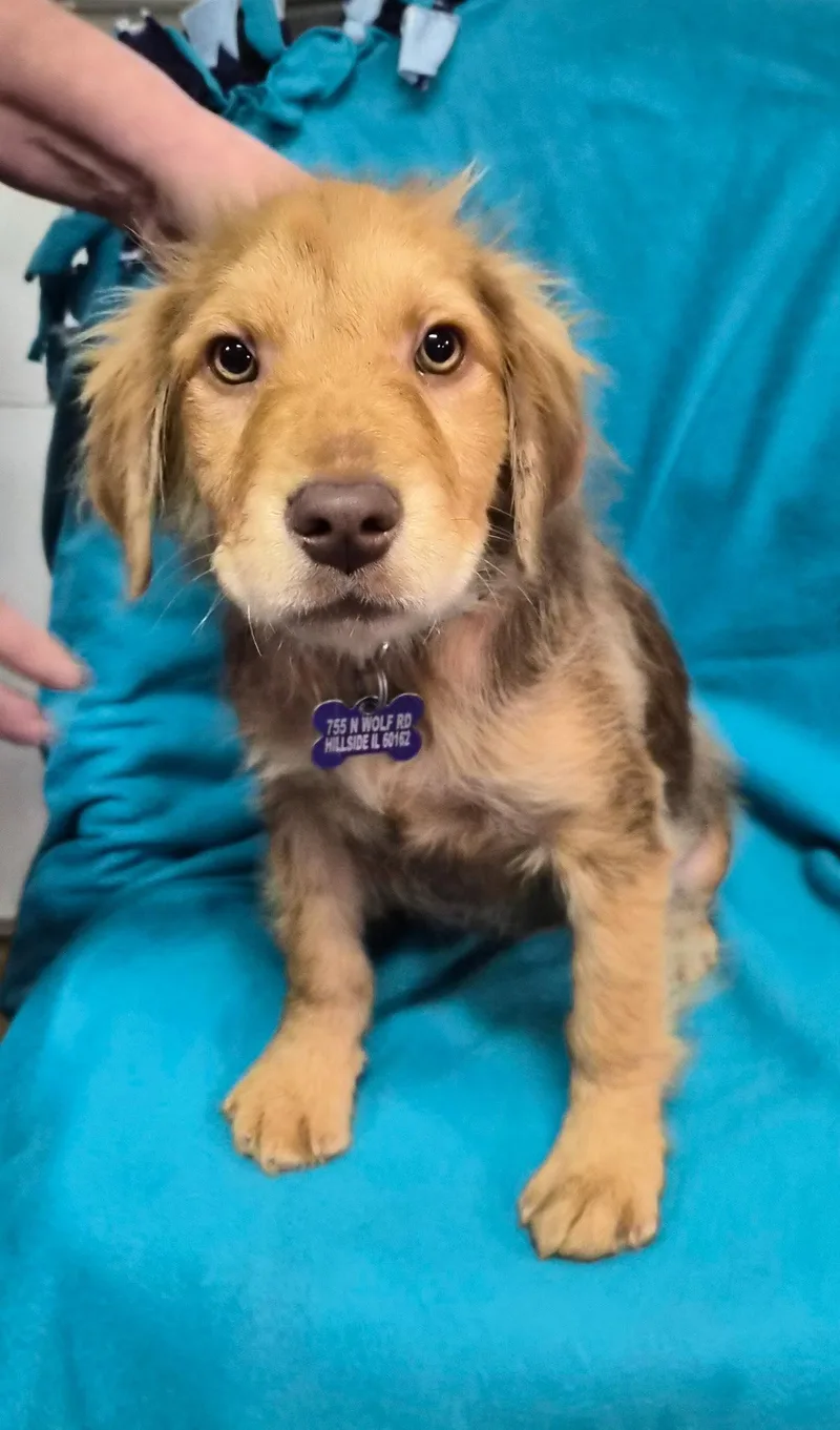 A baby medium-sized female Collie dog named Miss Chestnut for adoption in Hillside, IL