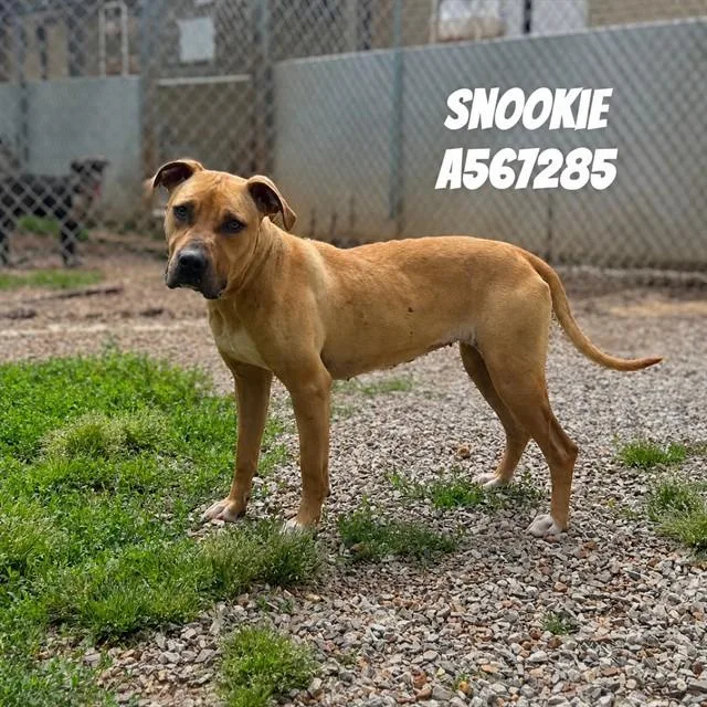 A young medium-sized female Pit Bull Terrier dog named Snookie for adoption in Huntsville, AL