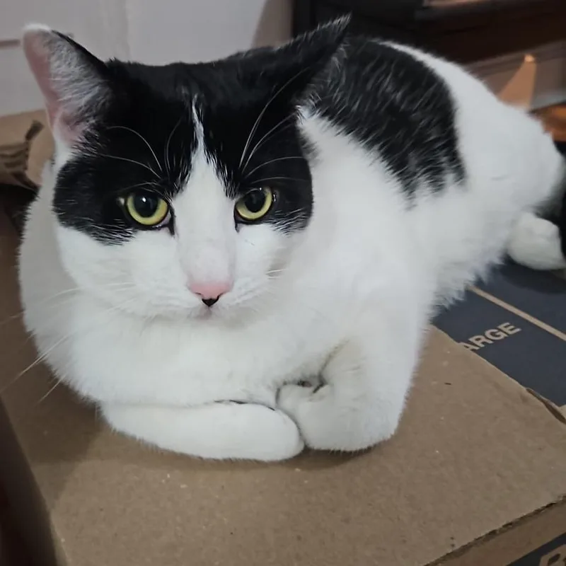 An adult large-sized female White Domestic Short Hair cat named Lulu for adoption in Philadelphia, PA