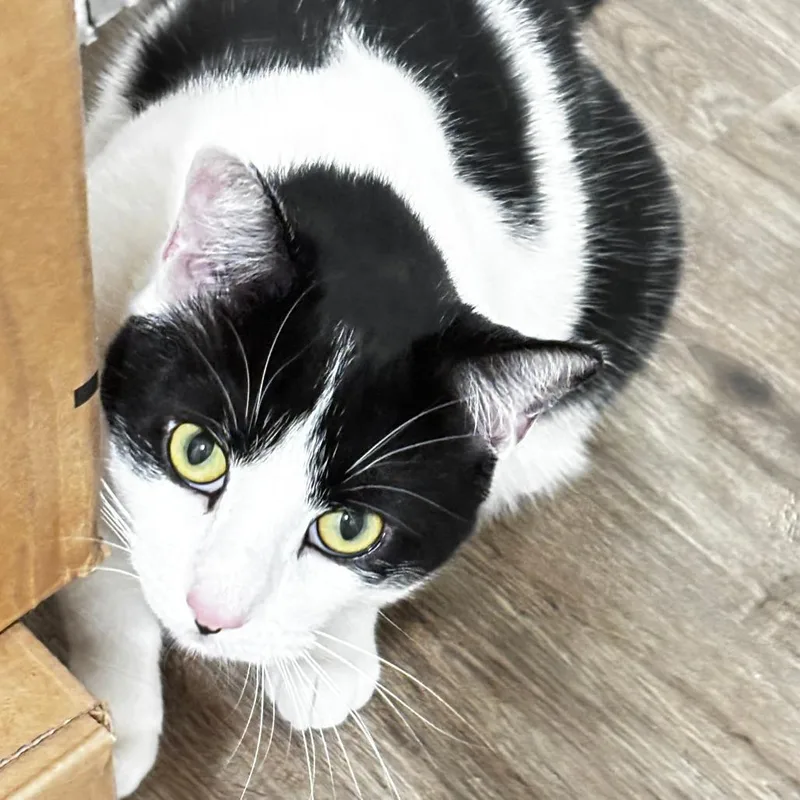 Lulu thumbnail 3