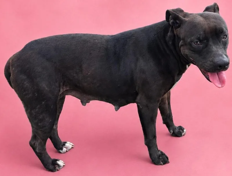 An adult large-sized female American Bulldog dog named Rosie for adoption in Wauchula, FL