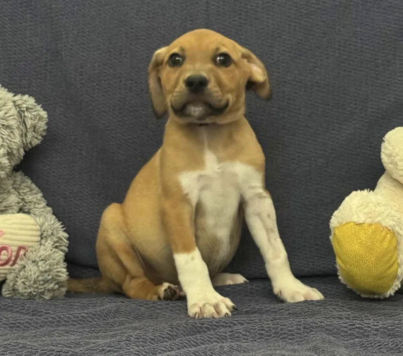 A baby medium-sized male Golden American Staffordshire Terrier dog named Dante for adoption in Spring, TX