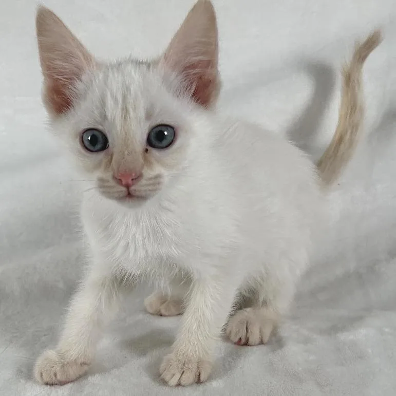 A baby small-sized male White Domestic Short Hair cat named Clover for adoption in Johnson City, TN