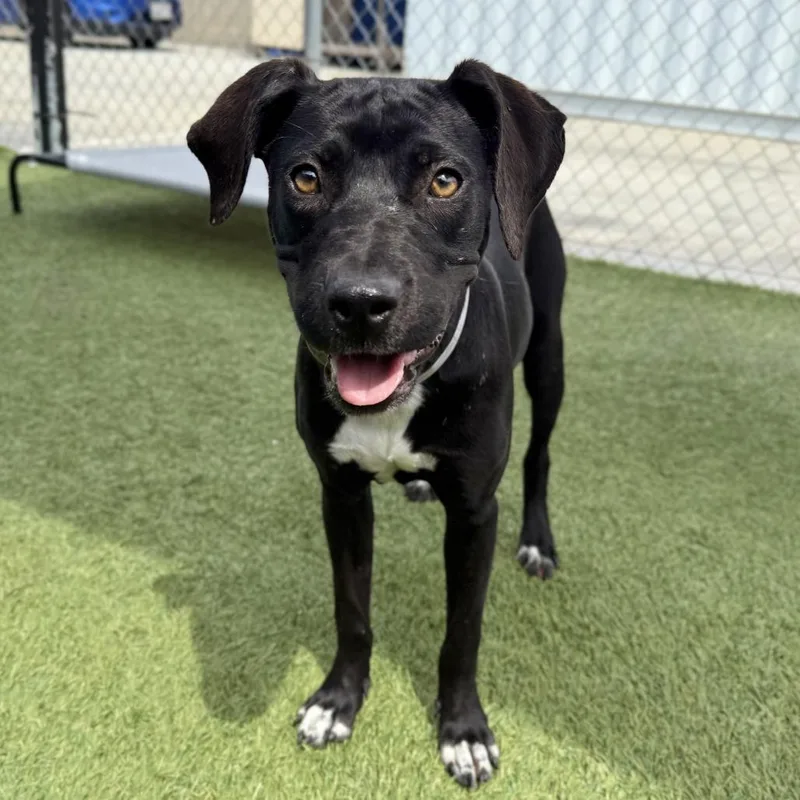 A baby medium-sized female Black Black Labrador Retriever dog named Olive for adoption in Long Beach, CA