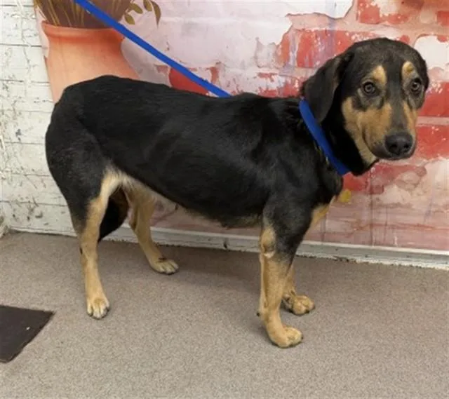 A young large-sized female German Shepherd Dog dog named Gabriella for adoption in San Bernardino, CA