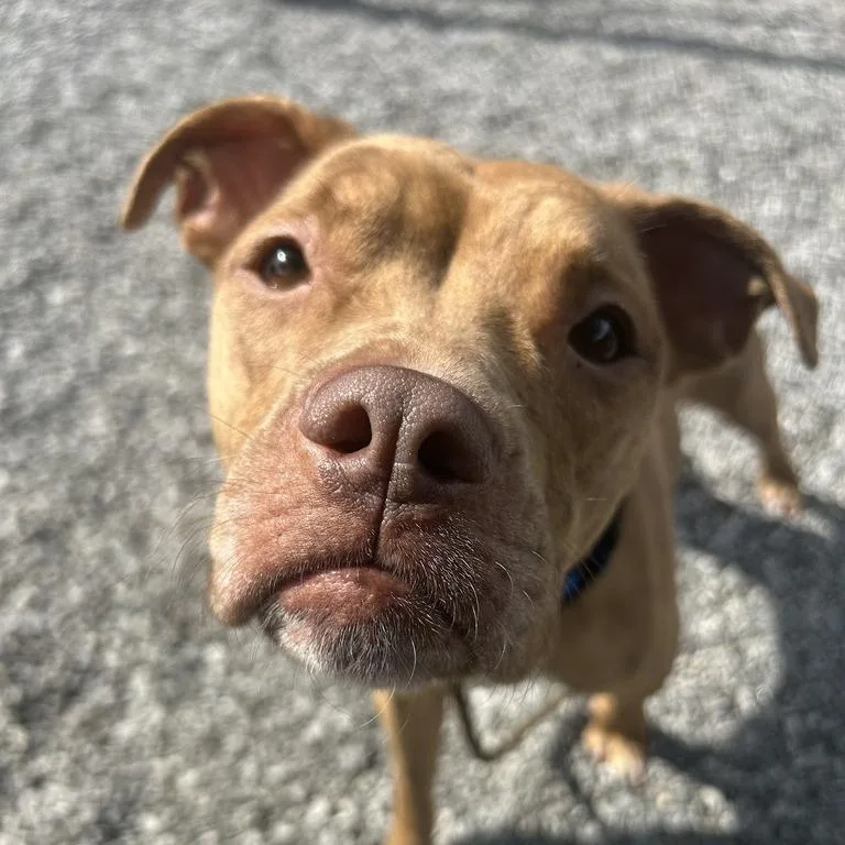 An adult medium-sized female Brown / Chocolate Mixed Breed dog named G. Harrison for adoption in Asheville, NC