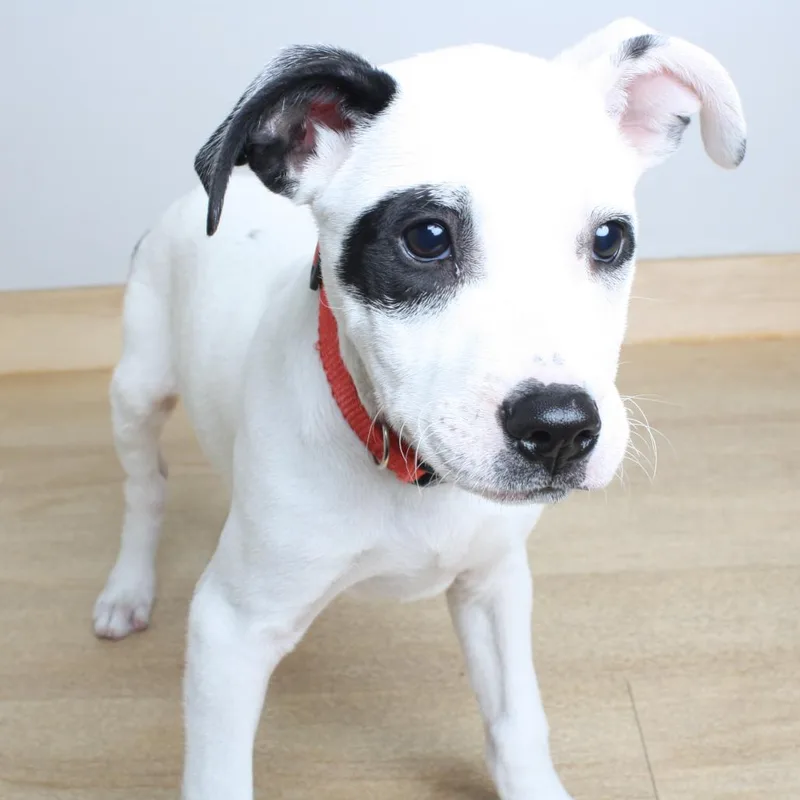 A baby medium-sized male White / Cream Pit Bull Terrier dog named Richard D for adoption in Minnetonka, MN