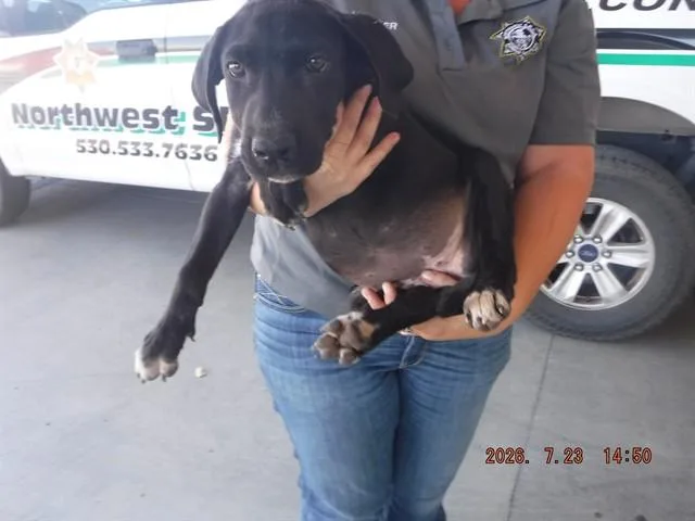 A baby small-sized female Labrador Retriever dog named Dana for adoption in Oroville, CA