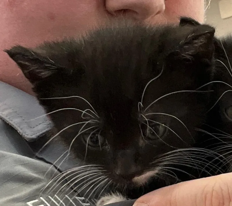 A baby small-sized male Domestic Short Hair cat named Spooky for adoption in Richland Hills, TX