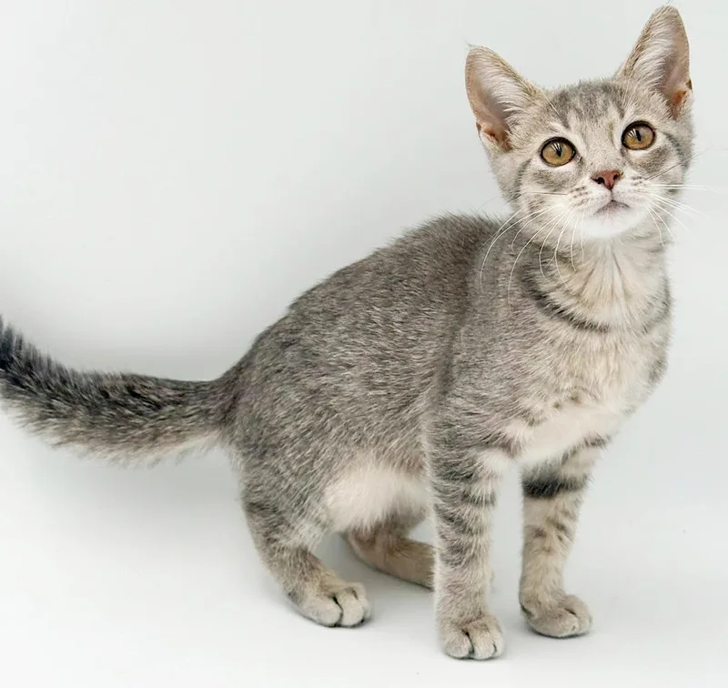 A baby small-sized female Tabby (Leopard / Spotted) Bengal cat named Gina is not just for adoption in Bedford Hills, NY