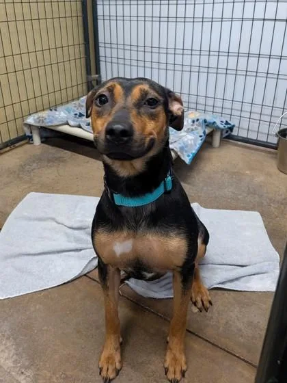 A young medium-sized female Miniature Pinscher dog named Maple Syrup for adoption in Bloomsburg, PA