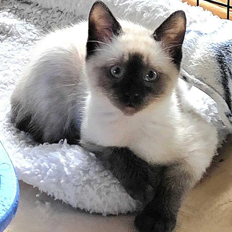 A baby medium-sized male Siamese cat named Dusty  Gorgeous Little for adoption in Hoquiam, WA