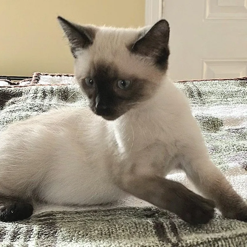 Dusty  Gorgeous Little thumbnail 2