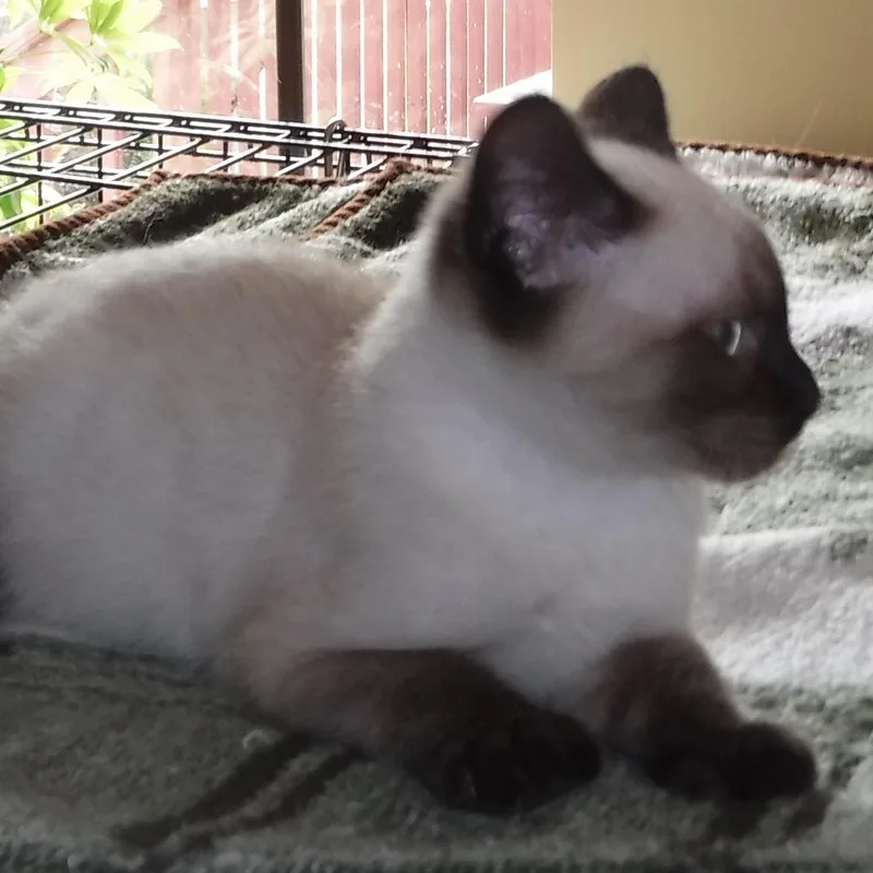 Dusty  Gorgeous Little thumbnail 4