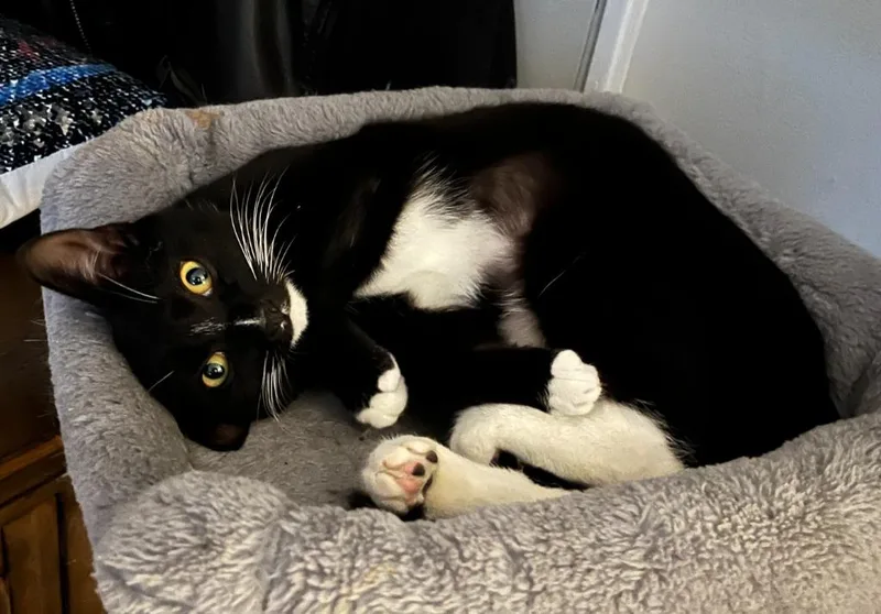 Suzi Quatro thumbnail 2