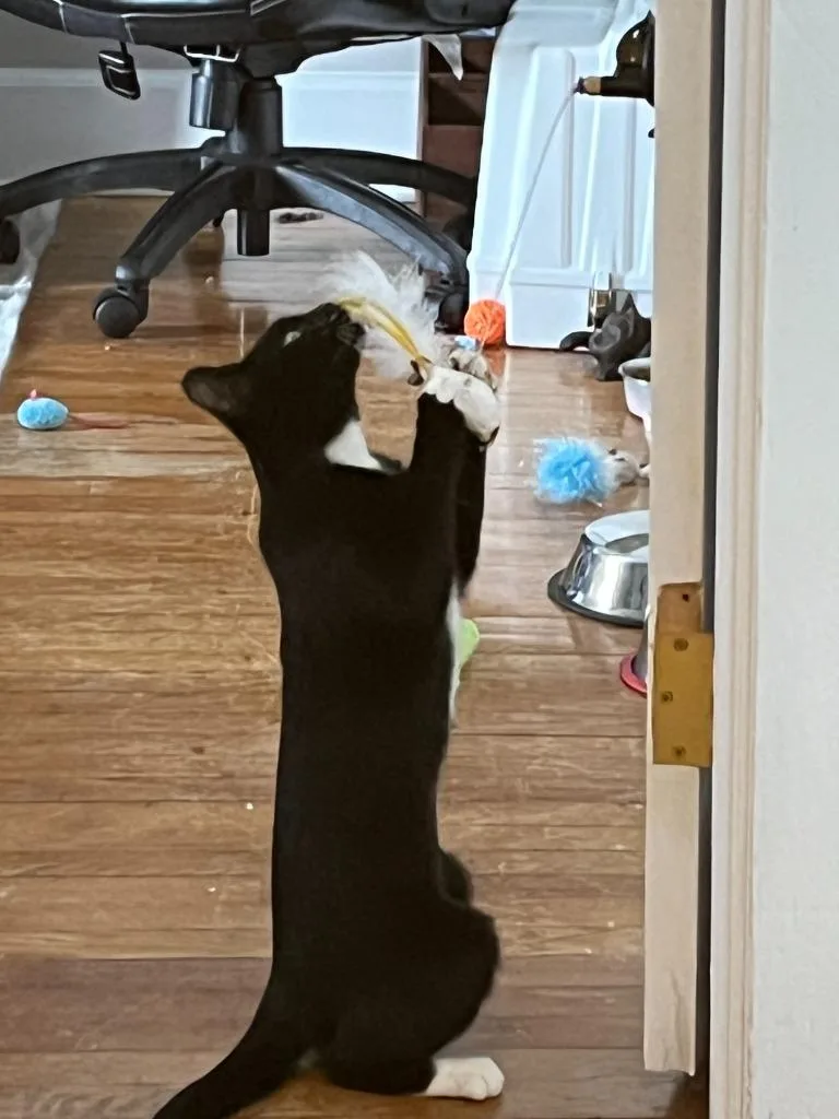 Suzi Quatro thumbnail 3