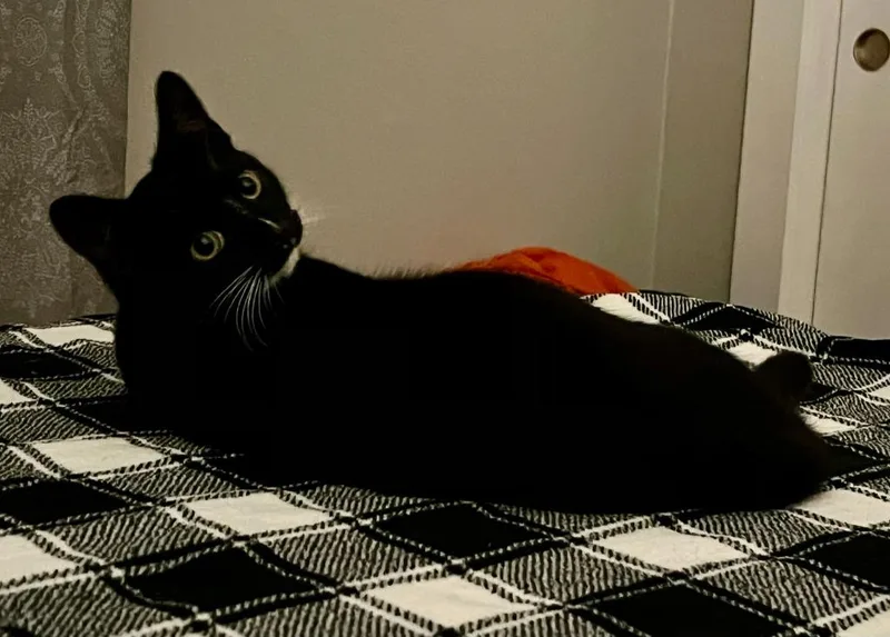 Suzi Quatro thumbnail 5