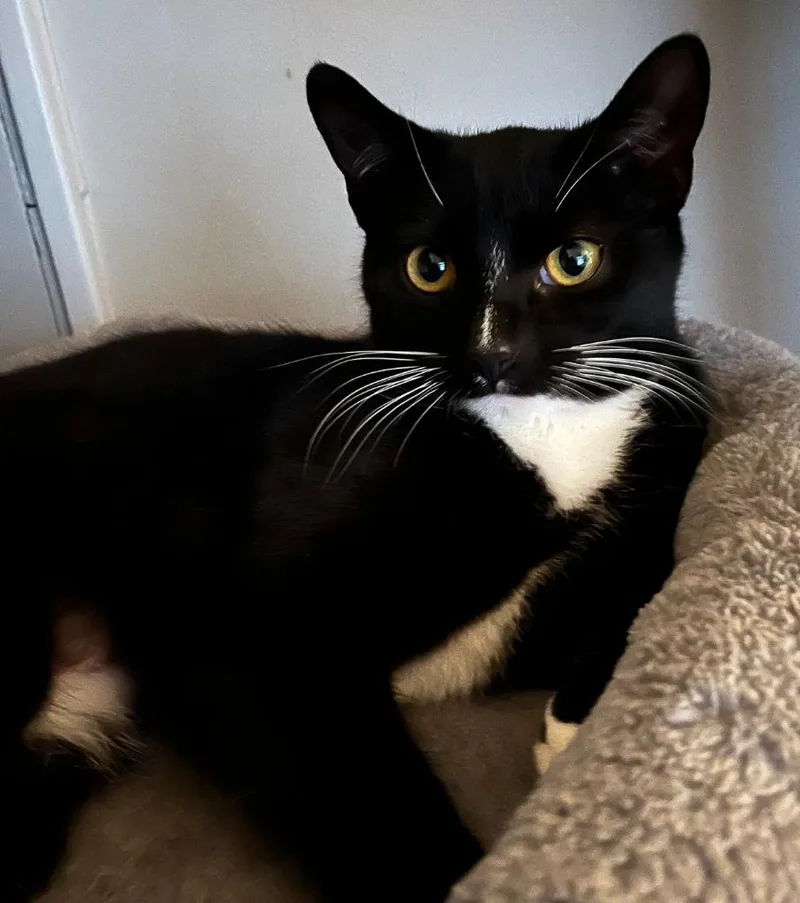 Suzi Quatro thumbnail 6