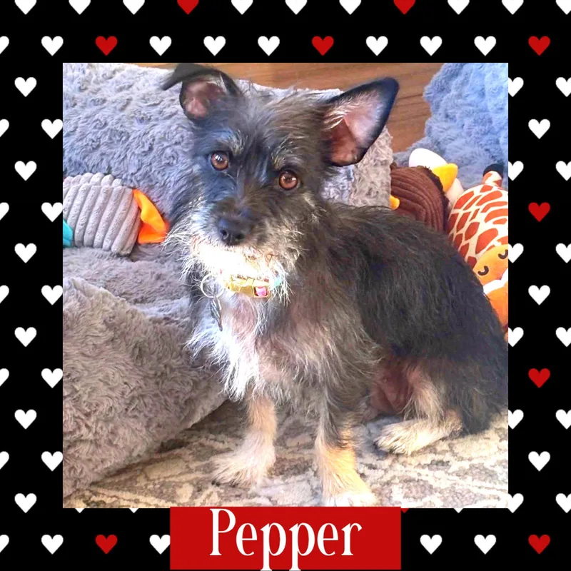A young medium-sized female Terrier dog named Pepper for adoption in Littleton, CO