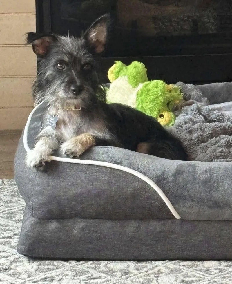 Pepper thumbnail 2