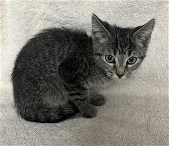 A baby small-sized male Domestic Short Hair cat named Maui for adoption in Norco, CA