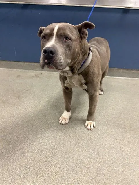 An adult large-sized male Pit Bull Terrier dog named Bentley for adoption in Miami, FL