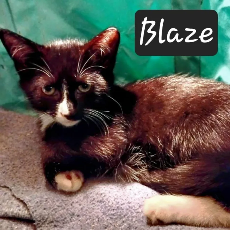 A baby small-sized male Domestic Short Hair cat named Blaze for adoption in Waldorf, MD
