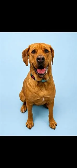 A young large-sized female American Bulldog dog named Shelby for adoption in Westminster, MD