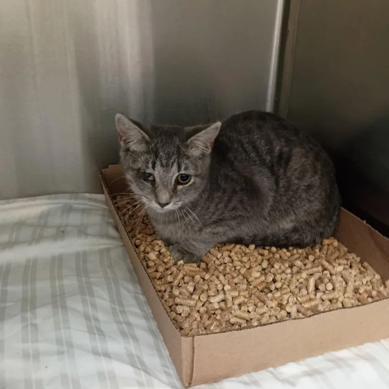 A baby small-sized female Gray / Blue / Silver Domestic Short Hair cat named Quirky for adoption in Lynchburg, VA